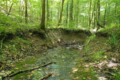 2427 Hurricane Creek Rd, Linden, TN 37096 - photo 4