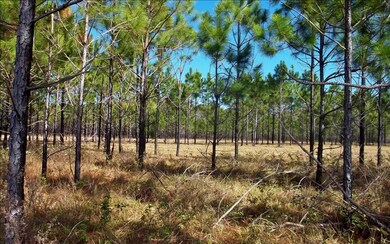 1357 SW Wilson Springs Rd, Fort White, FL 32038 - photo 4