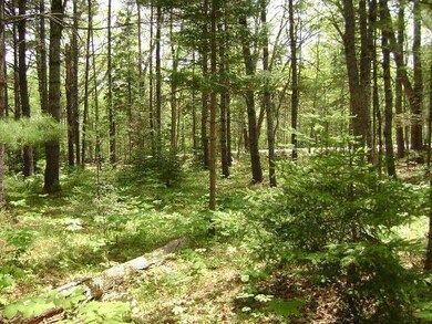 view of front yard to road