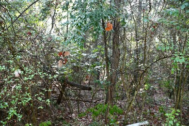 Lot 3 Cedar Ct, Plantersville, TX 77363 - photo 7