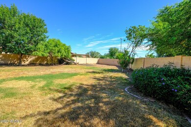 Backyard2 (1)