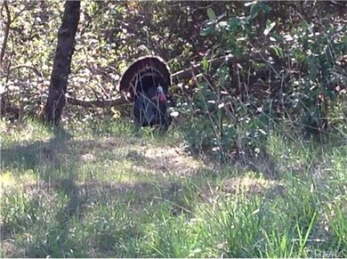 Plenty of WILDLIFE!