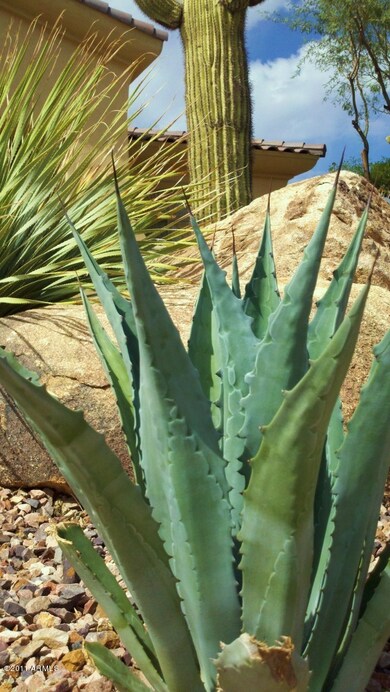 Agave cactus