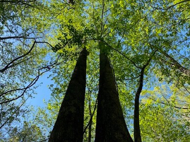 Lot 12 Ledbetter Ln, Walhalla, SC 29691 - photo 6