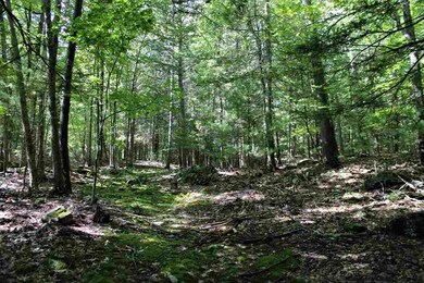 TBD Bone Hollow Rd, Accord, NY 12404 - photo 7