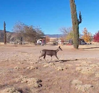 8300 Foothill Rd, New Cuyama, CA 90241 - photo 7