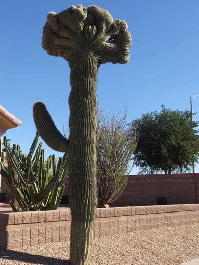 CELEBRITY CRESTED SAGUARO,VERY RARE.