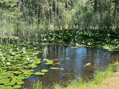 Pond