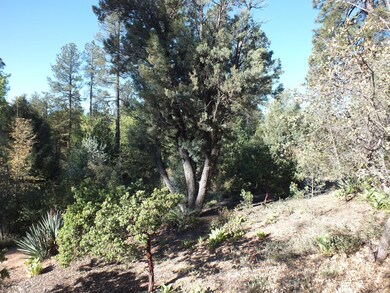 Alligator Juniper