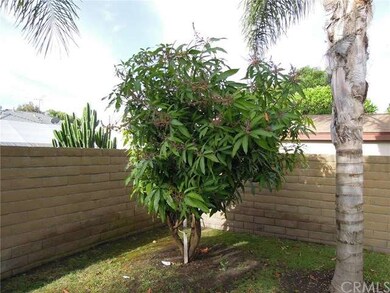 Mango Tree