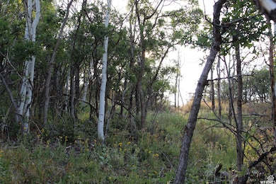 View of undeveloped land