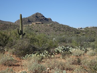 Desert Vegetation