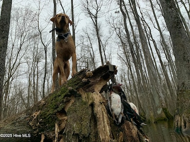 0 Gray Rd, Chocowinity, NC 27817 - photo 6