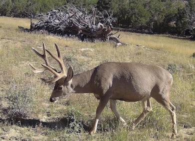 000 Tba Rd, Quemado, NM 87829 - photo 7