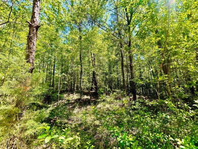 889 Rd, Minden, LA 71055 - photo 4