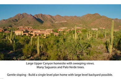 Saguaros and Palo Verde Trees