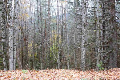 0 Darling Hill Rd unit 4691630, Burke, VT 05832 - photo 3