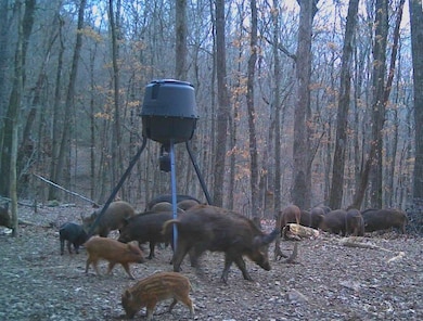 0 Madison 4099 unit 1322233, Crosses, AR 72727 - photo 4