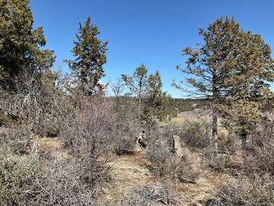 Mature trees