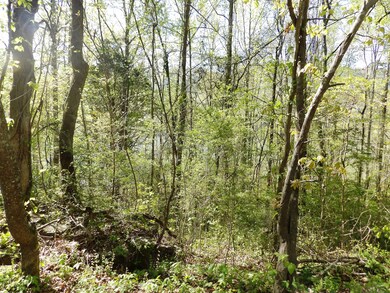 Mullins Cove 002