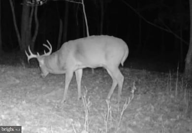 Sika, Whitetail & Tu Church Creek Rd, Cambridge, MD 21613 - photo 4