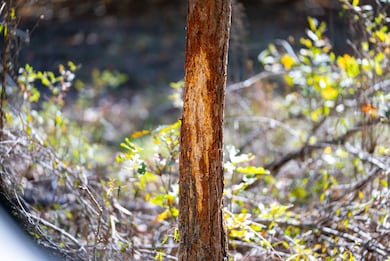 547 Joe Lawrence Rd, Ashburn, GA 31714 - photo 6