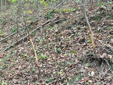 50 Sweet Grape Run Rd, Walton, WV 25286 - photo 6