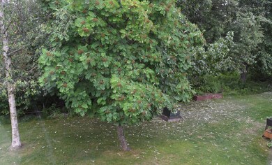 Back yard