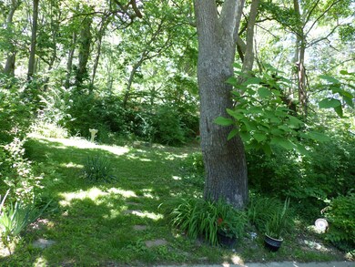 back yard