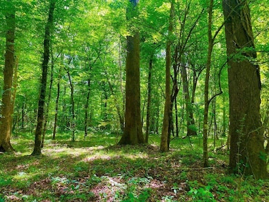 Tbn Bunkley Rd, Meadville, MS 39653 - photo 3