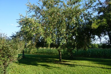 APPLE TREES