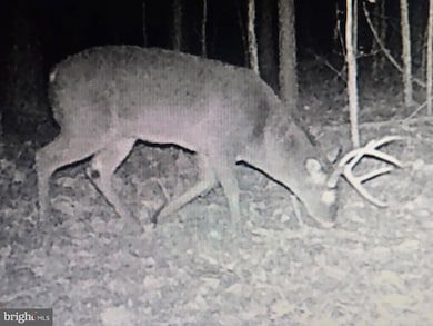 0 Cottman Rd, Allen, MD 21810 - photo 7