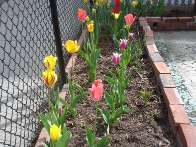 52 Spring St, Cambridge, MA 02141 - photo 2