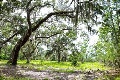 Mature Oaks overlooking the western exposure marsh