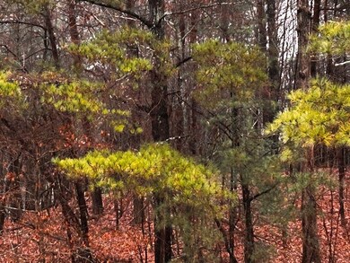 000 Talona Rd, Ellijay, GA 30540 - photo 5