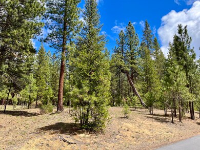 Peaceful pines
