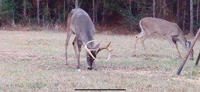 3032 Osyka Progress Rd, Osyka, MS 39657 - photo 5