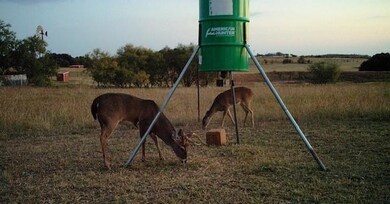 Deer on the property