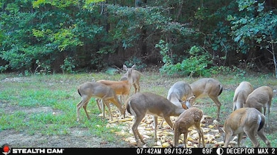 1354 Bryantown Rd, Rich Square, NC 27869 - photo 5