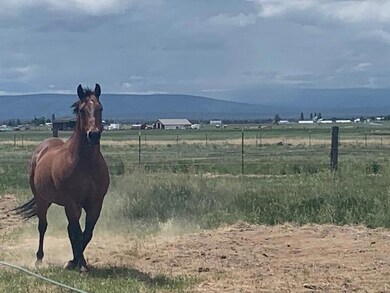 horse