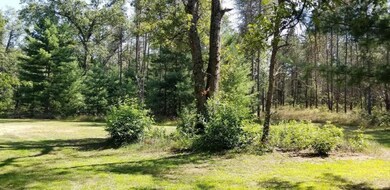 Back Yard 1