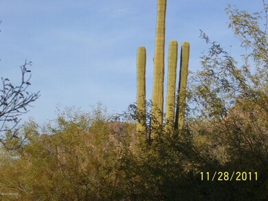 Many Cacti and trees