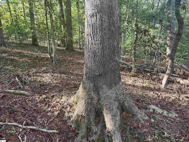 499 Acker Rd, Anderson, SC 29624 - photo 5