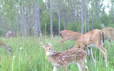 0 SW County Line & Prine unit 122665, Lee, FL 32059 - photo 7