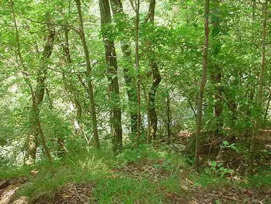 VIEW OF WATER FROM REAR OF LOT