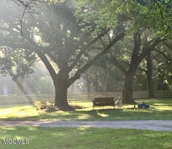 Front yard early morning
