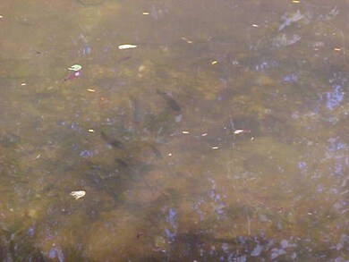 creek with fish