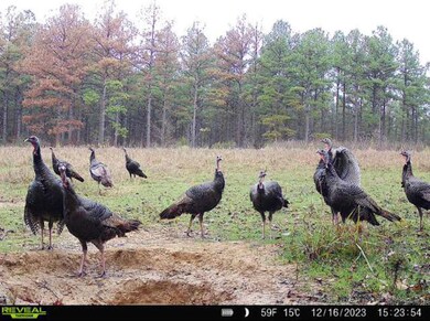 + - 195 Acres unit Hinds County MS, Utica, MS 39170 - photo 7
