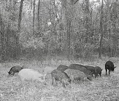 4245 Goodwater Rd, Eagletown, OK 74734 - photo 7