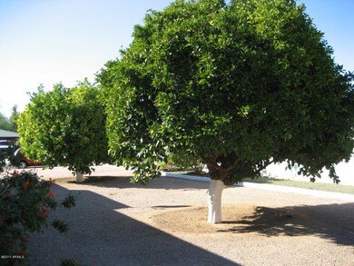 Fruit trees on side yard